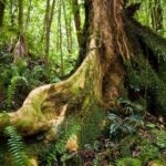 Bain de Forêt – Sylvothérapie