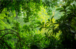 Bain de forêt
