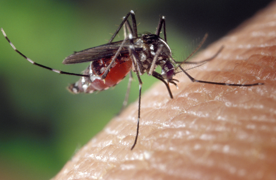 Chikungunya